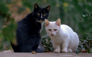Cats black and white outdoor - behind them free wallpaper
