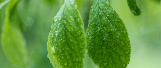 Green leaves water drops macro 2 - water free wallpaper for desktop