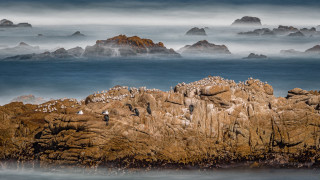Birds rocks ocean foggy sky - a group of birds free wallpaper for desktop