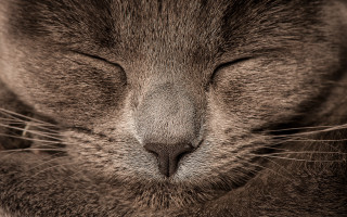 Cat closed eyes macro art - a close up of a cats face free wallpaper