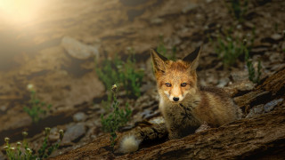 Fox rocky hill bright light 2 - a rocky hill free wallpaper