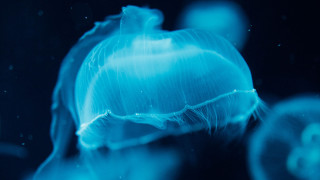 Blue jellyfish biological light aurora - bioluminescence free wallpaper