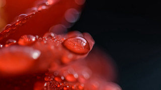 Red flower water droplets macro 28 - visible free wallpaper