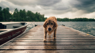 Dog dock boat water cloudy - a cloudy sky free wallpaper for desktop