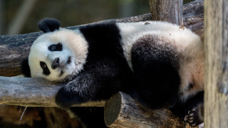 Panda resting on branch with - adrian zingg free wallpaper for desktop