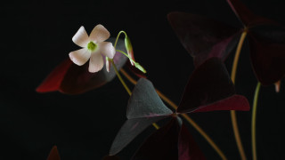 White flower green center black - aileen eagleton free wallpaper