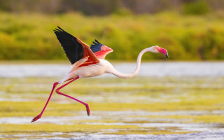 Flamingo flying over water impressionist - aquirax uno free wallpaper