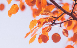 Autumn orange leaves bird blue - elinor proby adams free wallpaper