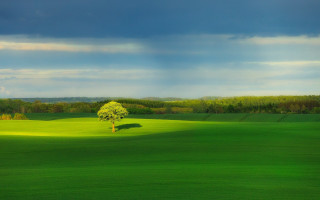 Lone tree green field cloudy 4 - a green field under a cloudy sky free wallpaper