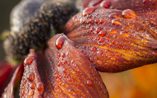 Flower water droplets blackberry macro - a close up of a flower free wallpaper for desktop