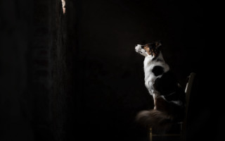 Dog chair window light figuration - the light free wallpaper