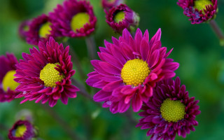 Purple flower garden macro blurry 3 - betye saar free wallpaper