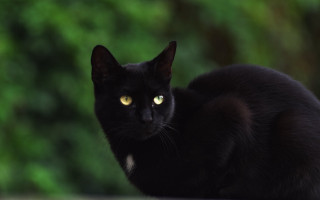Black cat yellow eyes outdoor 2 - a table outside free wallpaper