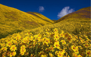 Yellow flower field hills blue - hill free wallpaper