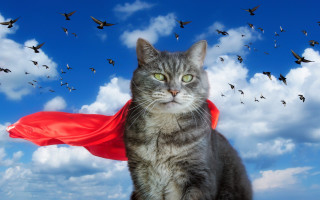 Cat cape birds clouds heroic - a red cape free wallpaper for desktop