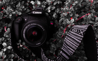 Camera scarf leaves plants macro - canon eos r 3 free wallpaper