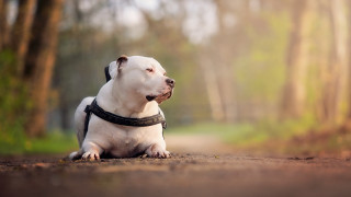 White dog black collar woods 2 - a black collar free wallpaper