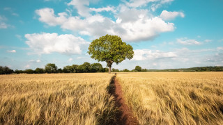 Lone tree wheat field blue - free summer wallpaper