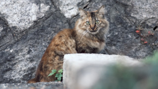 Cat rock serious eyes outdoors - a rock free wallpaper for desktop