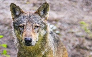 Wolf shiba inu tiger animal - a blurry background of grass and bushes free wallpaper