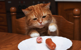 Cat hotdog table cute blurry - hot free wallpaper