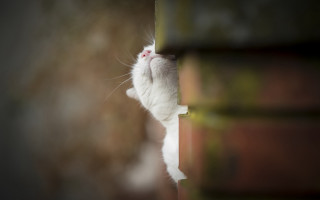 White cat peeking shelf reaching - a book shelf free wallpaper