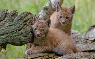 Kittens tree woods nature blurry - animal free wallpaper for desktop