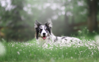 Dog field flower bokeh outdoors - its tongue free wallpaper