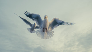 White bird flying cloudy sky 4 - spread wide free wallpaper