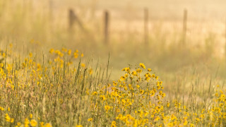 Field fence fog bird autumn - in the background free wallpaper for desktop