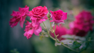 Pink flowers vase table macro - a blurry background of the flowers free wallpaper
