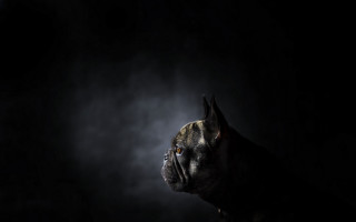 Dog chiaroscuro light shining black - chiaroscuro free wallpaper
