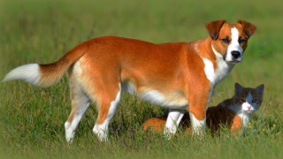 Dog cat field grass bush - free animals wallpaper