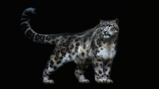 Snow leopard dark closed black - a black backdrop free wallpaper
