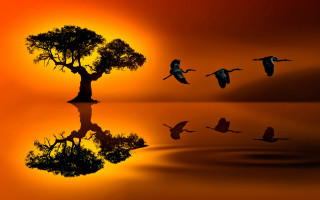 Birds flying lake sunset tree - a flock of birds free wallpaper for desktop