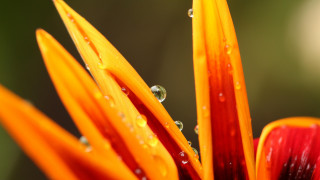 Flower water drops macro blurry - claire dalby free wallpaper for desktop