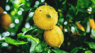 Lemons on branch sun water - a tree branch in the sun free wallpaper for desktop