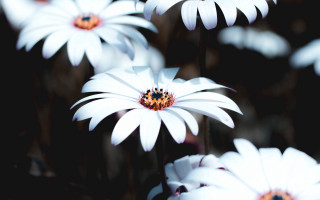 White flower ladybug macro nature - a lady bug free wallpaper