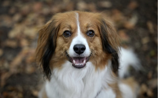 Dog white brown face black - a black nose free wallpaper