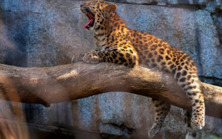 Leopard yawning branch camouflage wildlife - mouth wide open free wallpaper for desktop