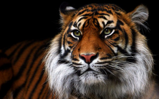 Tiger man old wrinkles closeup - a black background and a blurry background behind free wallpaper