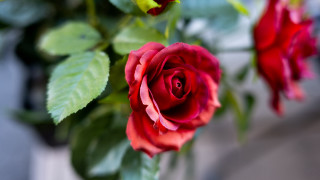Red rose vase blur bokeh - a green stem free wallpaper
