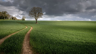Dirt road green field cloudy 14 - a green field under a cloudy sky free wallpaper