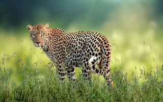 Leopard grassy field wildlife photography - a blurry background of grass free wallpaper for desktop