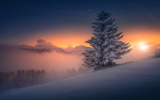 Lone tree sunset foggy hill - a lone tree free wallpaper