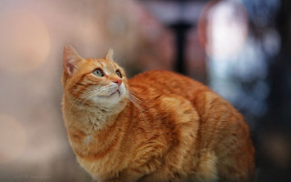 Cat shiba inu blurry background - the distance free wallpaper