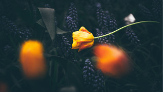 Yellow flower purple background impressionist - a yellow flower free wallpaper