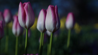 Pink white flower field bokeh - a field of grass free wallpaper for desktop