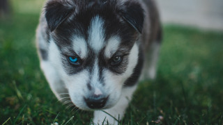 Puppy blue eyes sad tilt - caspar wolf free wallpaper