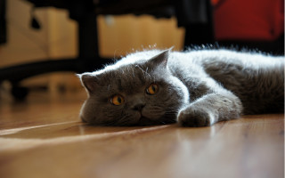 Gray cat sad look yellow - angry free wallpaper